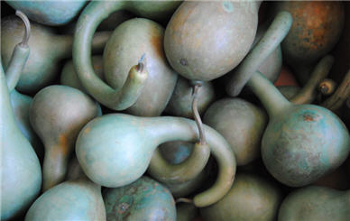 Basil Dipper Gourds - Large-