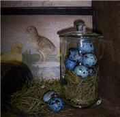 Quail Eggs - Deep Blue set/12-eggs, blue, quail, spring