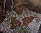 Muddy Brown Maple Chicks-