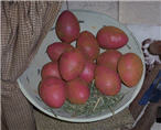 Buttercreme Beeswax Eggs-buttercreme, vanilla, pick, egg, 