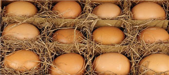 Eggs - Real Hand Blown Brown Eggs-