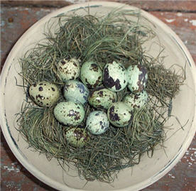 Quail Eggs - Green and Cream set/12-eggs, quail, moss, green