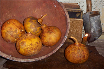 Pumpkin Kiss Gourd - Honey Pumpkin-