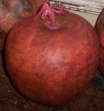Apple Gourd - Brick Red Jumbo-