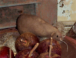 Mr. Pickens Mouse-