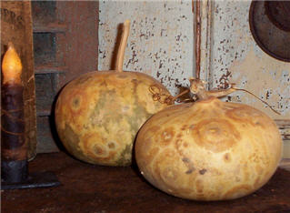 Pumpkin Gourd - Natural-