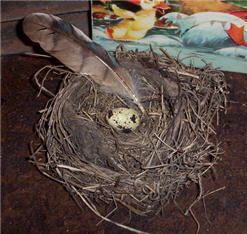 Birds Nest with Feather-