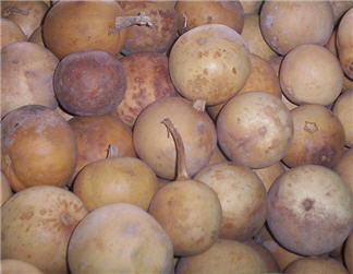 Orange Gourds - Set/6-