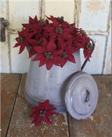 Poinsettias-