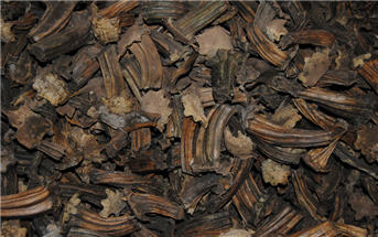 Pumpkin Trunks - Dried-pumpkin, garland, fall