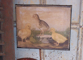 Chicks On The Farm Canvas-