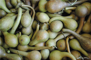Spring Green Dipper Gourds-