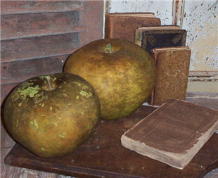 Apple Gourd - Spring Green - Asst Sizes