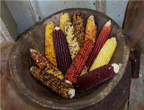 Dried Indian Corn Set/6