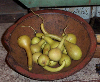 Dipper Gourd - Mini Spring Green Set of 12