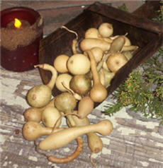 Dipper Gourd - Mini Natural