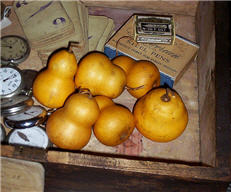 Pear Gourds - Honey - Asst. Sizes