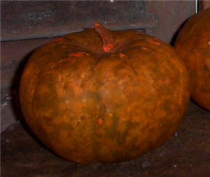 Pumpkin Apple Gourds 15/30ct