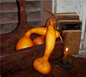 Lump Neck Gourd - Honey Pumpkin