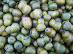 Olive Pear Gourds 700ct - CC101