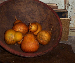 Pear Gourds - Persimmons Russett set/6